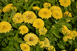 Preciosa Light Yellow Zinnia (Zinnia 'Preciosa Light Yellow') at A Very Successful Garden Center