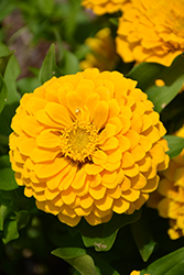 Preciosa Yellow Zinnia (Zinnia 'Preciosa Yellow') at A Very Successful Garden Center