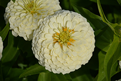 Preciosa White Zinnia (Zinnia 'Preciosa White') at A Very Successful Garden Center
