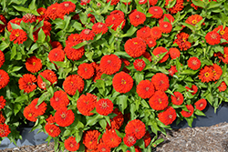 Preciosa Red Zinnia (Zinnia 'Preciosa Red') at A Very Successful Garden Center