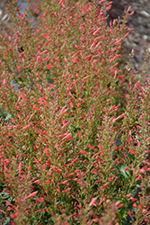 Kudos Red Hyssop (Agastache 'Kudos Red') at A Very Successful Garden Center