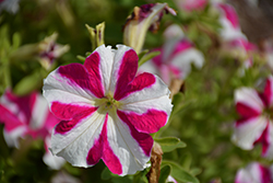 Skybox Rose Star Petunia (Petunia 'Skybox Rose Star') at A Very Successful Garden Center
