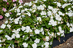 Cora XDR White (Catharanthus roseus 'Cora XDR White') at A Very Successful Garden Center