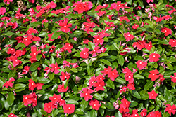 Cora XDR Red Vinca (Catharanthus roseus 'Cora XDR Red') at A Very Successful Garden Center