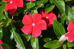 Cora XDR Red Vinca (Catharanthus roseus 'Cora XDR Red') at Lakeshore Garden Centres