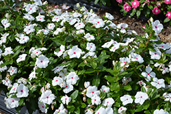 Cora XDR Polka Dot (Catharanthus roseus 'Cora XDR Polka Dot') at A Very Successful Garden Center