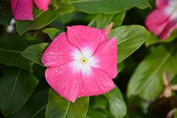 Cora XDR Pink Halo (Catharanthus roseus 'Cora XDR Pink Halo') at A Very Successful Garden Center