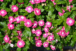 Cora XDR Pink Halo (Catharanthus roseus 'Cora XDR Pink Halo') at A Very Successful Garden Center