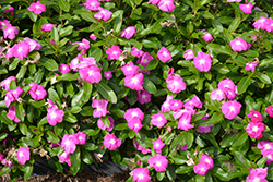 Cora XDR Orchid (Catharanthus roseus 'Cora XDR Orchid') at Lakeshore Garden Centres