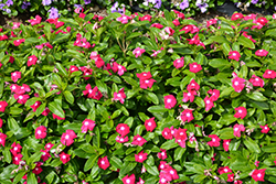 Cora XDR Cranberry (Catharanthus roseus 'Cora XDR Cranberry') at A Very Successful Garden Center