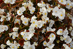 Nightife White Begonia (Begonia 'Nightlife White') at A Very Successful Garden Center