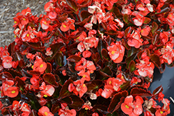 Nightife Red Begonia (Begonia 'Nightlife Red') at A Very Successful Garden Center