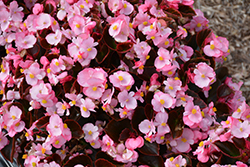 Nightife Pink Begonia (Begonia 'Nightlife Pink') at A Very Successful Garden Center