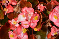 Nightife Blush Begonia (Begonia 'Nightlife Blush') at A Very Successful Garden Center