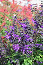 Purple & Bloom Sage (Salvia 'Purple & Bloom') at Lakeshore Garden Centres