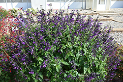 Purple & Bloom Sage (Salvia guaranitica 'Purple & Bloom') at Stonegate Gardens