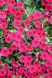 Wave Carmine Velour Petunia (Petunia 'PAS1302763') at A Very Successful Garden Center