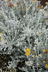 Silver Stitch Curry Bush (Helichrysum 'HYBHS18023') at A Very Successful Garden Center