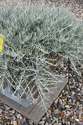Silver Threads Curry Bush (Helichrysum 'Silver Threads') at Lakeshore Garden Centres
