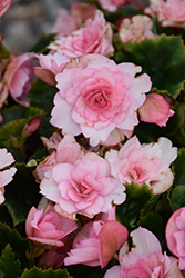 Glory Pink Begonia (Begonia x hiemalis 'Glory Pink') at A Very Successful Garden Center