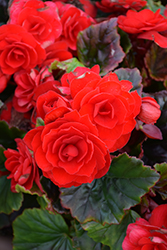 Carmen Red Begonia (Begonia x hiemalis 'Carmen Red') at A Very Successful Garden Center