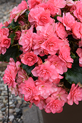 Chloe Coral Pink Begonia (Begonia x hiemalis 'Chloe Coral Pink') at A Very Successful Garden Center