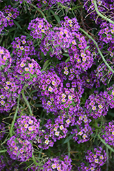 Stream Purple Sweet Alyssum (Lobularia maritima 'Stream Purple') at A Very Successful Garden Center