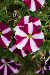 Amore Fluttering Heart Petunia (Petunia 'Amore Fluttering Heart') at Lakeshore Garden Centres