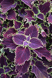 ColorBlaze Wicked Witch Coleus (Solenostemon scutellarioides 'Wicked Witch') at Lakeshore Garden Centres