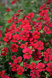 Sunsatia Cranberry Red Nemesia (Nemesia 'INNEMCRARE') at A Very Successful Garden Center