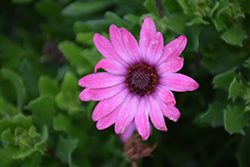 Bright Lights Berry Rose African Daisy (Osteospermum 'Bright Lights Berry Rose') at Lakeshore Garden Centres