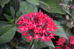 Sunstar Red Egyptian Star Flower (Pentas lanceolata 'Sunstar Red') at Lakeshore Garden Centres