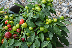 Nosegay Hot Pepper (Capsicum annuum 'Nosegay') at A Very Successful Garden Center