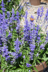 Unplugged So Blue Salvia (Salvia farinacea 'G14251') at Lakeshore Garden Centres