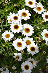 Grandaisy White Daisy (Argyranthemum 'Grandaisy White') at A Very Successful Garden Center