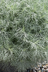 Makana Silver Artemisia (Artemisia mauiensis 'TNARTMS') at Lakeshore Garden Centres