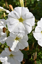 Ray White Petunia (Petunia 'Ray White') at A Very Successful Garden Center