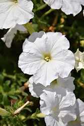 Success! White Petunia (Petunia 'Success! White') at A Very Successful Garden Center