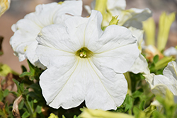 Success! 360 White Petunia (Petunia 'Success! 360 White') at A Very Successful Garden Center