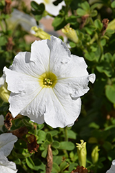 Dreams White Petunia (Petunia 'Dreams White') at Lakeshore Garden Centres
