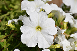 Pretty Grand White Petunia (Petunia 'Pretty Grand White') at A Very Successful Garden Center