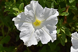 Pretty Flora White Petunia (Petunia 'Pretty Flora White') at Lakeshore Garden Centres