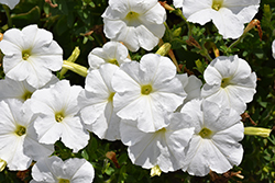 Madness White Petunia (Petunia 'Madness White') at A Very Successful Garden Center
