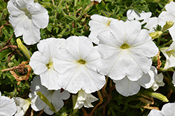 Carpet White Petunia (Petunia 'Carpet White') at A Very Successful Garden Center