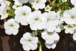 Sanguna Patio White Petunia (Petunia 'Sanguna Patio White') at Lakeshore Garden Centres