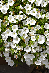 Blanket White Petunia (Petunia 'Bluette White') at A Very Successful Garden Center