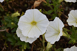 QT White Petunia (Petunia 'QT White') at A Very Successful Garden Center