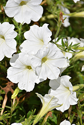 Sun Spun White Petunia (Petunia 'Sun Spun White') at A Very Successful Garden Center