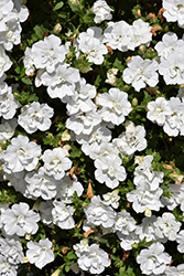 Double Wave White Petunia (Petunia 'Double Wave White') at A Very Successful Garden Center