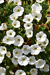 Piccola White Petunia (Petunia 'Piccola White') at A Very Successful Garden Center
